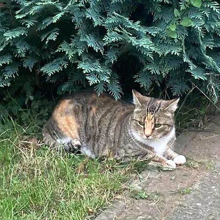 Am Wasser Im Gruenen Zecherin (Molschow, Vorpommern-Greifswald)